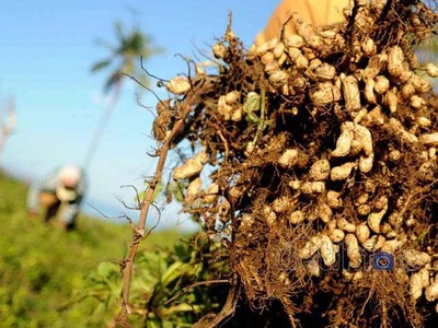 Impor Kacang Tanah Hajar Petani Lokal