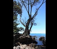 Tidak ada hotel di kawasan Sawarna hingga Cikotok namun warga menyediakan rumahnya sebagai homestay. Tarif yang diberlakukan variatif, dari Rp 50.000 hingga Rp 100.000/tamu/malam. Sangat tepat untuk liburan keluarga atau teman satu gank.