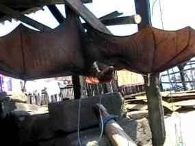 Kelelawar Sepanjang 1 Meter Hebohkan Warga Pasuruan