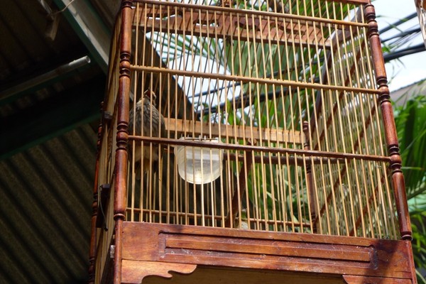 Menikmati Kicau Merdu Di Pasar Burung Pramuka