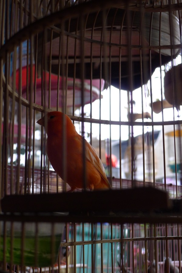 Ramainya Pasar Burung Di Jalan Pramuka Jakarta