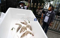 Petani ini datang langsung dari Lampung dan ke Jakarta untuk meminta kebijakan pro petani. Mereka dikoordinir oleh LSM Kiara.