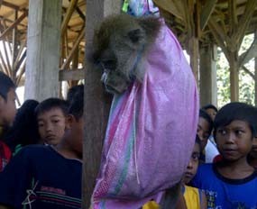 Kera yang Sudah Tertangkap Diduga Bukan Pelaku Penyerangan Warga