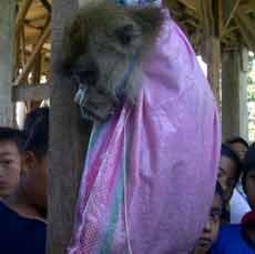 Kera yang Sudah Tertangkap Diduga Bukan Pelaku Penyerangan Warga