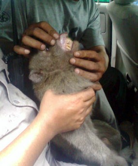 Kera yang Serang Warga di Sidoarjo Dilumpuhkan dengan Dua Tembakan