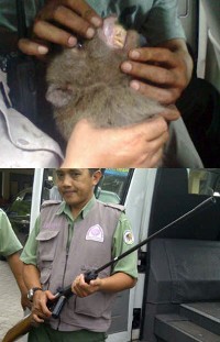 Kera Penyerang Warga di Sidoarjo Sakit Diare