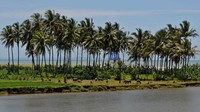 Deretan nyiur melambai dengan puluhan kerbau mencari rumput. Kawasan di pantai selatan Jawa ini sangat tepat untuk mengajak buah hati Anda mengenal alam pedesaan yang eksotik.