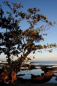 Salah satu pemandangan Sawarna di pagi hari. Dari Jakarta, Anda memerlukan waktu 7-8 jam menuju kesini untuk jarak sekitar 200km. Akan tetapi, rasa lelah langsung pudar dirayu oleh kecantikan Sawarna.