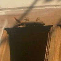 Cicak Berekor Cabang Dua Ditemukan Warga di Wonorejo