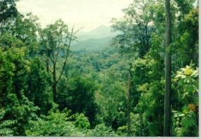 Menhut Desak Polda dan Pemda Riau Berantas Ilegal Logging di Pulau Padang 