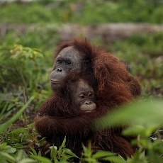 3 Orangutan Ditemukan Luka-luka di Taman Nasional Kutai