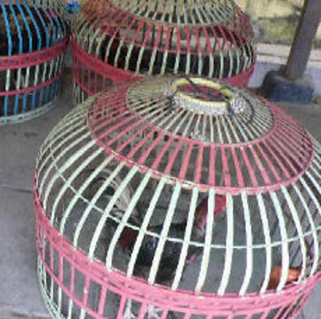 Puluhan Ayam Aduan di Depok Diamankan, Pejudi Nihil