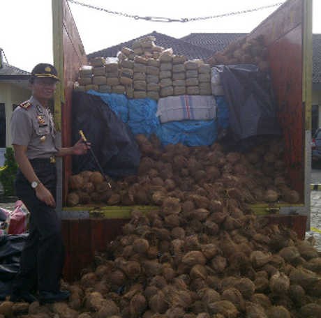 Penyelundupan 3,5 Ton Ganja Ditutupi Kelapa Digagalkan