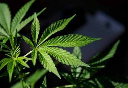 Polrestabes Makassar Bekuk Pengedar 1 Kg Ganja