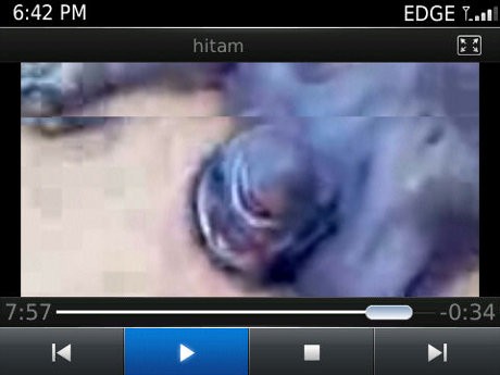 Video Penyiksaan Orangutan di Kaltim Diduga Dilakukan di Mes Perkebunan Sawit