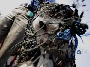  Berpotensi Rabies, Kucing Liar di Jakut Ditangkap 