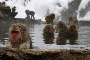Yuk, Lihat Monyet Berendam Air Panas di Jigokudani!