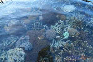Selat Pantar, Surga Penyelaman Baru di Indonesia