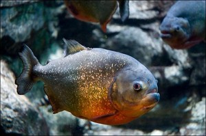 Aduh! Piranha Serang Turis di Brasil