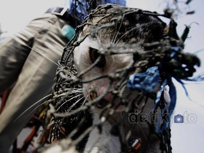 Cegah Rabies, Kucing Liar Ditangkap