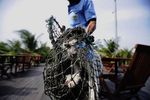 Cegah Rabies, Kucing Liar Ditangkap