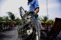 Kegiatan razia hewan liar seperti kucing, anjing, dan kera, sudah kerap dilakukan.