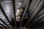 Cegah Rabies, Kucing Liar Ditangkap