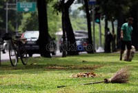 Sepanjang 300 meter, kotoran daun pohon yang berada di taman dibersihkan oleh petugas dari Dinas Pertamanan Pengprov DKI Jakarta.