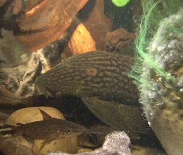 2 Pria Polandia Coba Selundupkan Kokain di Tubuh Ikan