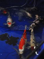 Berburu Koi Penghilang Stres