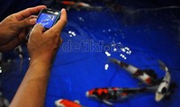 Lingkungan pekerjaan serta persaingan yang ketat menjadikan warga Jakarta memiliki tingkat stres yang tinggi oleh karena itu memelihara ikan koi dapat menjadi salah satu pengalih stres yang baik.