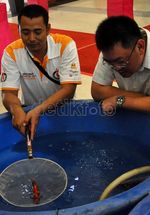 Berburu Koi Penghilang Stres