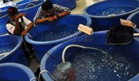 Acara yang digelar dua hari ini, menyajikan beberapa jenis ikan koi yang harganya cukup bervariatif mulai dari ratusan ribu, bahkan hingga ratusan juta rupiah.
