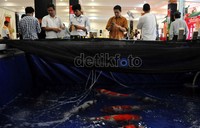 Harga mahal ikan koi ini dipengaruhi dari warna dan gurat-gurat garis pada sisiknya, salah satu pencinta ikan koi mengungkapkan bahwa memelihara ikan koi tidak seperti memelihara ikan pada umumnya pasalnya, suhu air serta konsumsi makanannya sangat mempengaruhi warna pada koi.