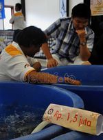 Berburu Koi Penghilang Stres