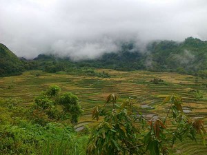 Berselimut Kabut di Malino