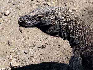 Ingat 8 Hal Ini Saat Berkunjung ke Pulau Komodo