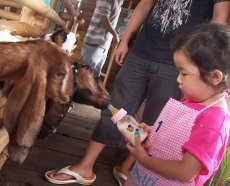 Lactasari Farm, Serunya Si Kecil Bisa Memerah Sapi