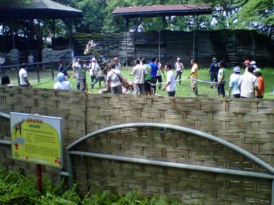 Stres, Jerapah KBS Ambruk