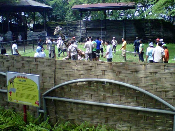 Stres, Jerapah KBS Ambruk