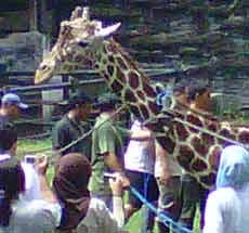 Puluhan Satwa Koleksi KBS Kritis