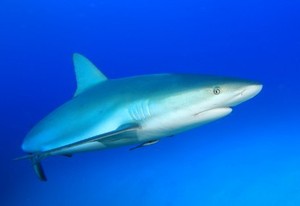 Racun dalam Sirip Ikan Hiu Bisa Bikin Cepat Pikun