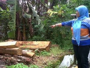 3 Orang Warga Pemungut Batang Kayu Pinus Dipulangkan