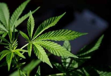 Tanam Ganja di Pot Bunga, Tukang Cukur di Garut Diciduk Polisi