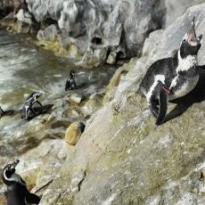 Penguin Kabur dari Kebun Binatang Jepang, Petugas Kelabakan