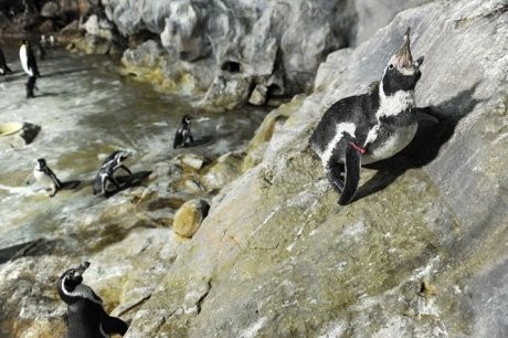 Penguin Kabur dari Kebun Binatang Jepang, Petugas Kelabakan
