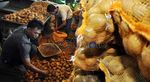 Digempur Kentang Impor, Petani Lokal Kian Resah