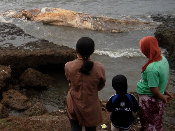 Bangkai Paus Hebohkan Warga Situbondo