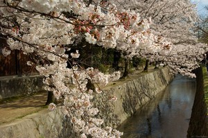 Bulan Maret, Bulan Mekarnya Sakura di Kyoto