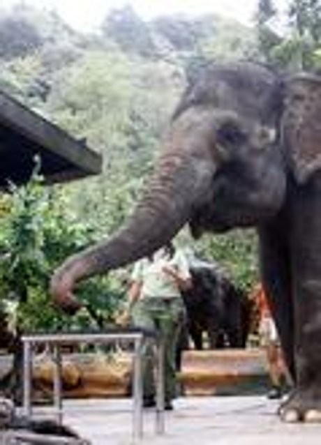 Gajah Membusuk di Pelalawan Diduga Kuat Korban Perburuan Liar